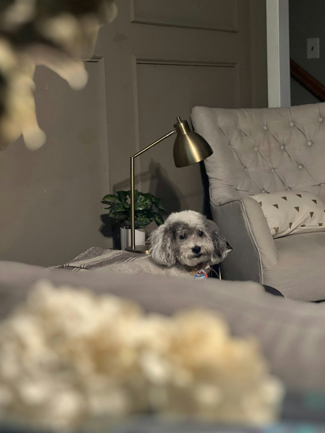Small dog relaxing on a neutral sofa in a modern living room