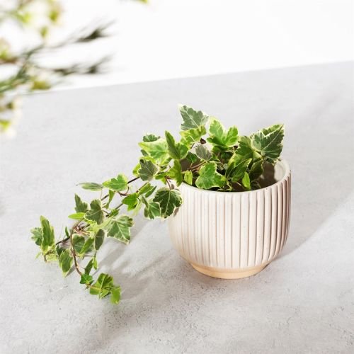Sass & Belle White Grooved Large Planter